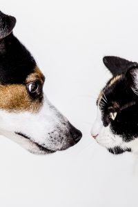 katze-und-hund