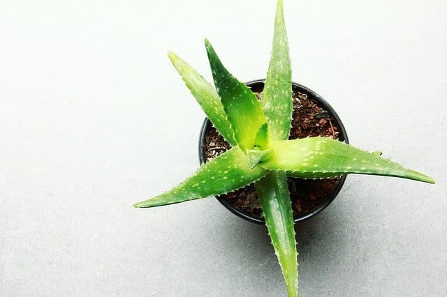 Aloe Vera Fur Zuhause