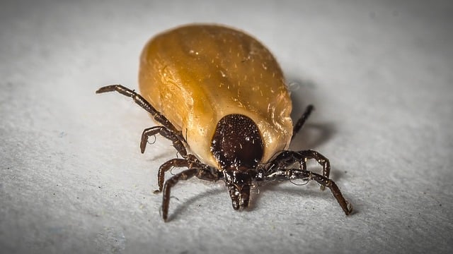 Parasiten – Plage für Mensch und Tier